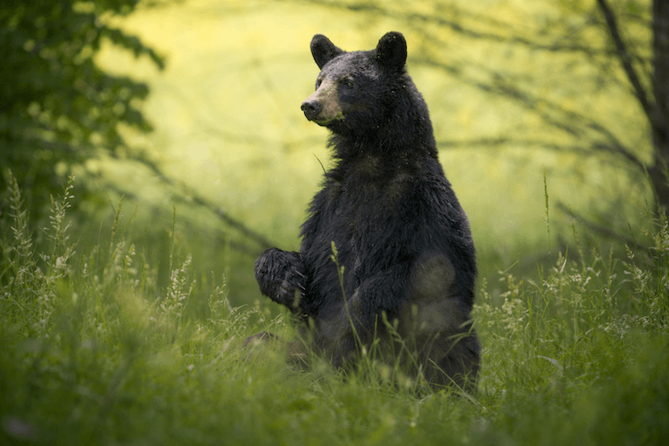 Tennessee Just Made Feeding Black Bears a Crime. Here's What Visitors Need to Know.