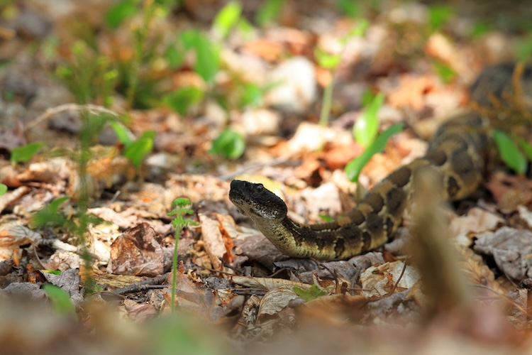 Tennessee’s Biggest Venomous Snake Was Just Caught on Camera at One of Nashville’s Favorite Parks