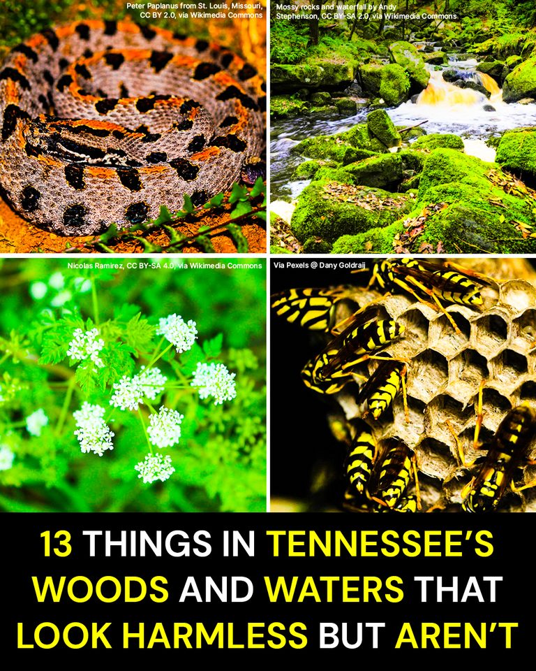 13 Things in Tennessee’s Woods and Waters That Look Harmless but Aren’t