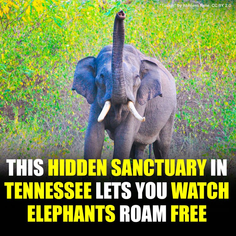 This Tennessee Elephant Sanctuary Isn’t Open to Tourists — But You Can Still Watch the Herd